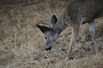 deer in the woods