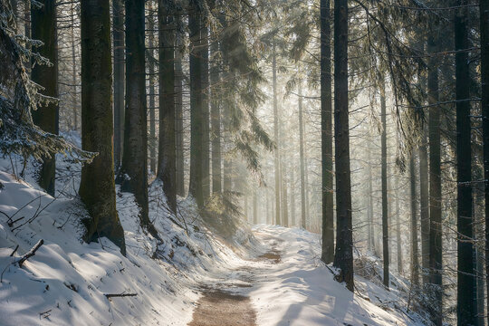 A tranquil snow-covered forest path illuminated by sun rays in a winter setting.