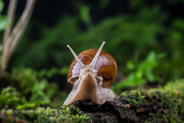 garden snail on moss in the forest
