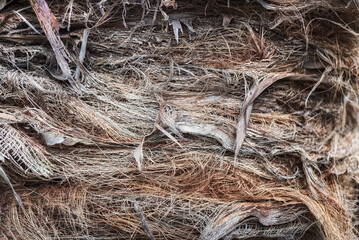 Palm tree trunk texture, background.