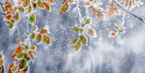 frost covered tree branches with colorful dry leaves in winter during snowfall
