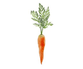 Carrot watercolor illustration. On a white background with greenery. Ingredient in cooking, harvest, healthy eating. It can be used to print any typography. On the menu, vegetable stalls, shops.