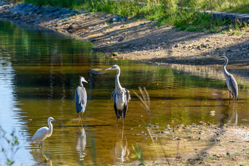 Grey northern cranes in the shallows of a pond.