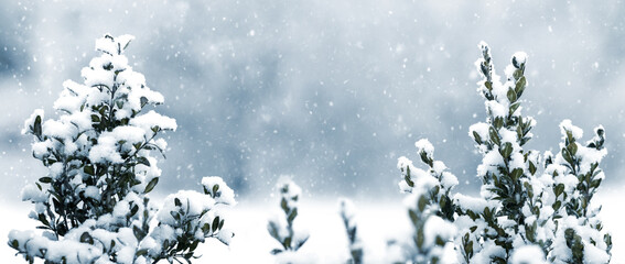 snow covered boxwood bush with green leaves on blurred background in winter time of snowfall