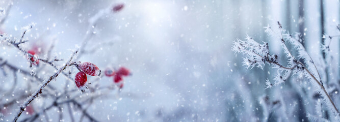 frost covered rosehip bush with red berries in winter fog during snowfall