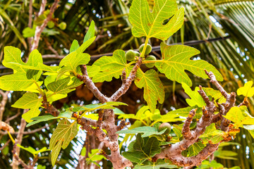 Figs fruits on huge Banyan Ficus Benjamina Fig tree Mexico.