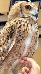 Desert owl, gazing with intense curiosity, its big yellow eyes capture essence of mystery and wisdom. This nocturnal bird of prey embodies UAE deep connection to its natural world.