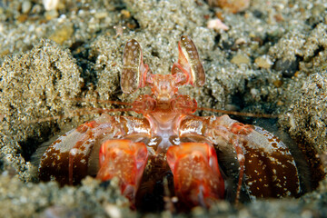 Close-up of a Spearing Mantis Shrimp, Looking up from Its Hole. Ambon, Indonesia