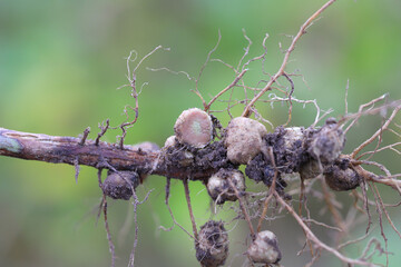 Nodules of soybean roots. Atmospheric nitrogen-fixing bacteria live inside. One nodule cut,...