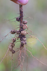 Nodules of soybean roots. Atmospheric nitrogen-fixing bacteria live inside. One nodule cut,...