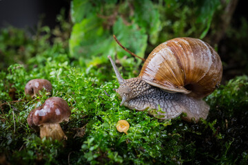 garden snail on moss in the forest