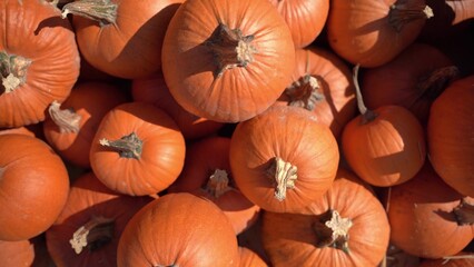 Pumpkin harvest. A huge number of orange pumpkins in the autumn rays of the sun