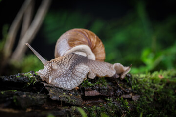 garden snail on moss in the forest