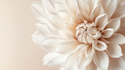 White dahlia flower close-up with soft pastel background