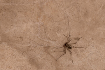 Scorpion spider on the ground cave insect in Mexico.