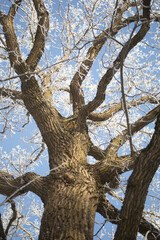 Big oak. A strong tree. Wide oak trunk.