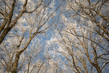 Forest in frost. Trees in the snow. Sunny day in winter.