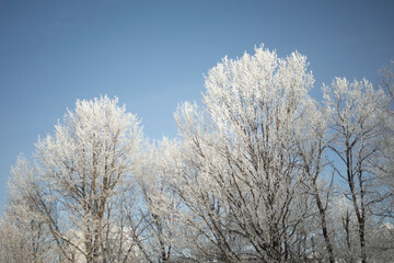 Forest in frost. Trees in the snow. Sunny day in winter.