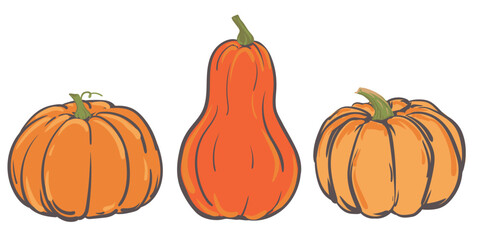 Set of vector simple autumn pumpkins. Three hand drawn pumpkins in warm natural colors isolated on white. Illustration for Halloween, Thanksgiving design elements. Flat style.