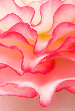 Begonia Petals, macro