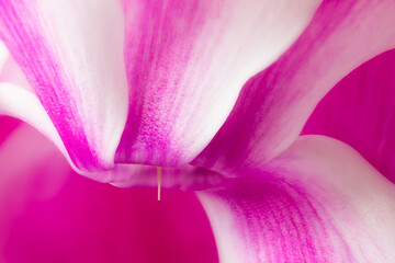 Colorful close-up of a delicate Cyclamen persicum flower with soft focus