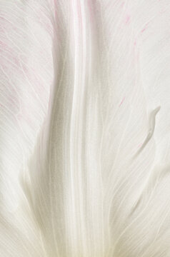 Abstract Soft Focus Macro of a White tulip Petal