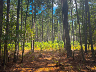 Sunlight on forest meadow