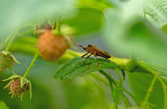 macro of a bug on a raspberry bush with blurred background