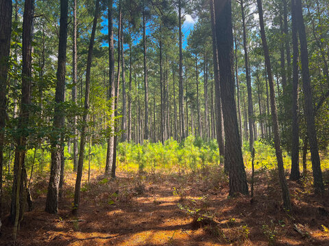 Sunlight on forest meadow
