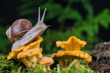 garden snail on moss in forest with mushroom