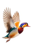 Mandarin Duck Bird Flying on White Background, Photo Realistic, Wallpaper, Cover and Screen for Smartphone, PC, Laptop, 9:16 and 16:9 Format