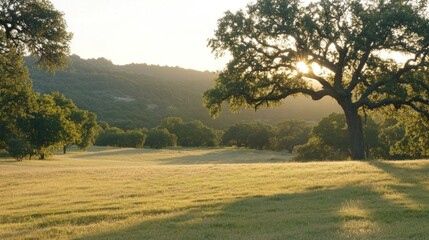 Fototapeta premium A Large Oak Tree Silhouetted Against the Setting Sun Over a Grassy Field