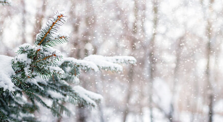 snow-covered spruce branches during snowfall