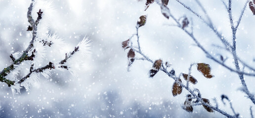 winter view with snowy branches of plants with dry leaves during snowfall © Larysa