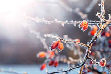 frost-covered rosehip bush with red berries in winter in sunny weather