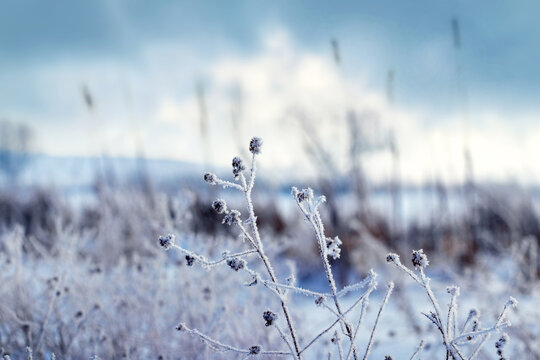frost covered dry plants on the river bank in winter with cloudy sky