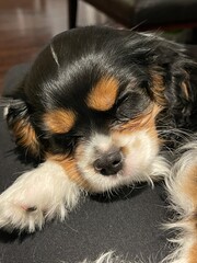 sleeping cavalier king charles spaniel puppy