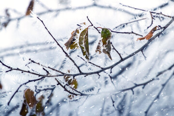winter view with snowy branches of plants with dry leaves during snowfall
