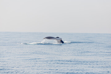 Fototapeta premium migration of humpback whales in the sea of ​​Rio de Janeiro.