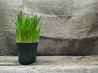 green wheatgrass plant in a pot. A young plant is useful for home herbivores. High quality photos.