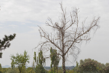 A dead tree in the middle, a grey sky, poplar trees around