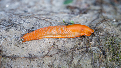 An orange slug is moving over wet earth, showcasing its vibrant color against the neutral background of soil and small plants, appearing to interact with its habitat.