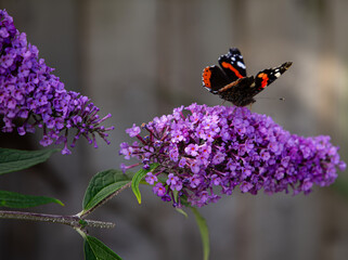 Red Admiral butterfly on Buddleia flower