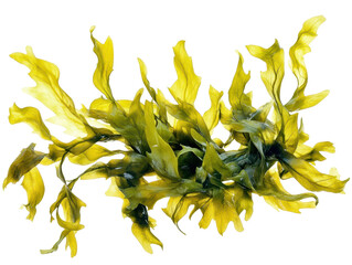 Bunch of seaweed isolated on transparent background, copy space for text.