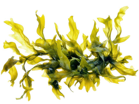 Bunch of seaweed isolated on transparent background, copy space for text.