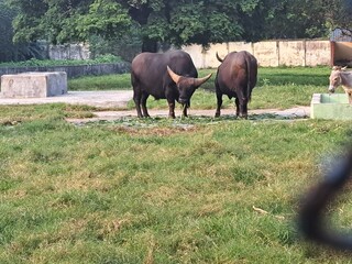 horses in a meadow