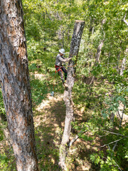 Tree Trimmer climbing and working to cut down oak tree