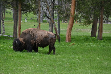 Buffalo 