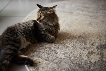 featuring a calm and content cat in a serene and relaxed pose