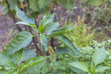 A peper plant with green leaves in an organic garden, surrounded by other plants and trees